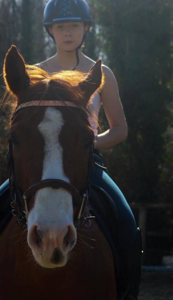 Gelding Paint For sale 2017 Chesnut
