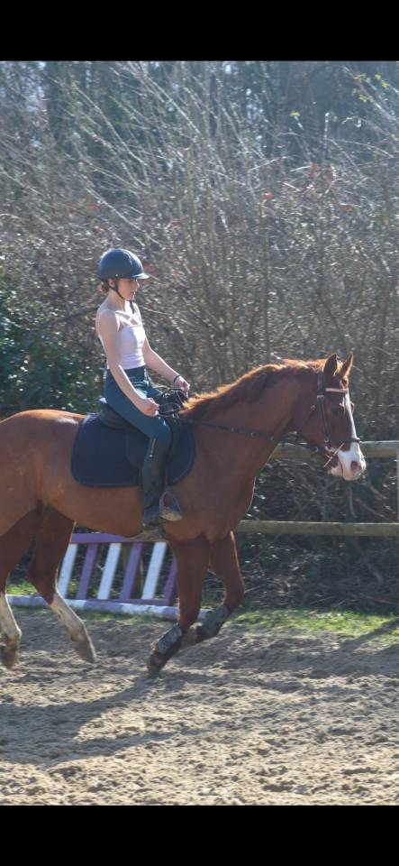 Gelding Paint For sale 2017 Chesnut