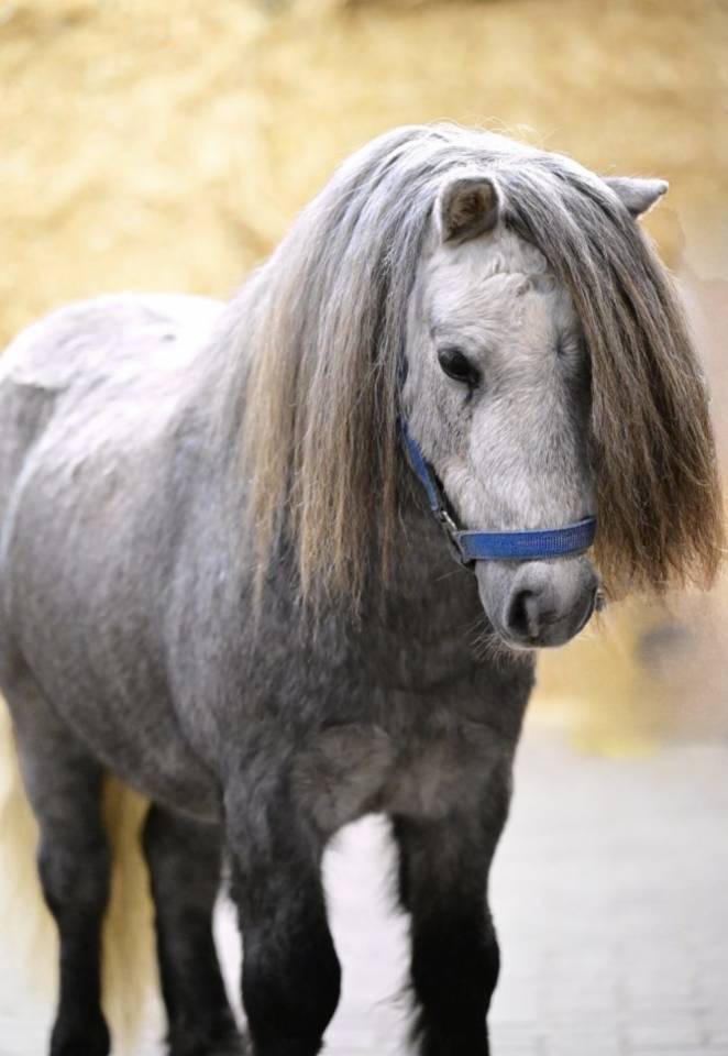 Entire Shetland Pony For loan 2023 Grey