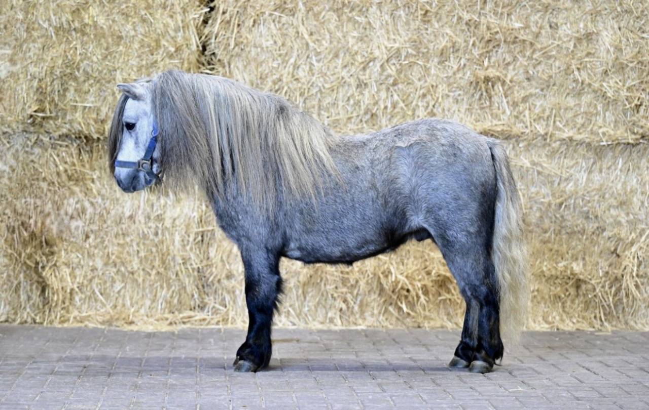 Entire Shetland Pony For loan 2023 Grey