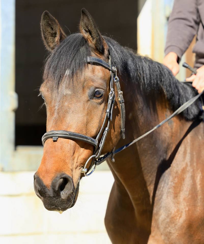 Gelding sBs Belgian Warmblood For sale 2021 Bay