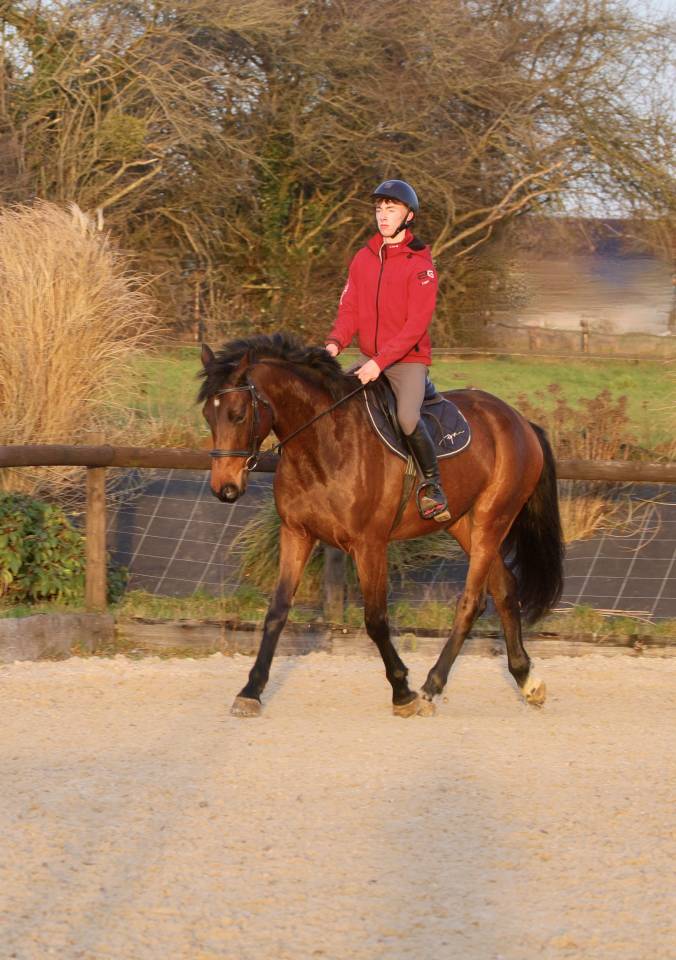 Gelding sBs Belgian Warmblood For sale 2021 Bay