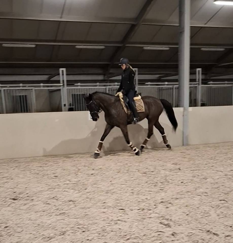 Mare sBs Belgian Warmblood For sale 2017 Black