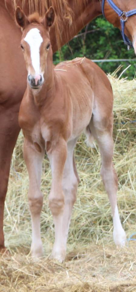 Filly Selle Fran&ccedil;ais For sale 2026 Chesnut