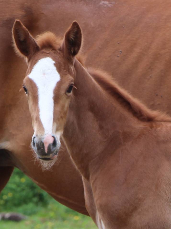 Filly Selle Fran&ccedil;ais For sale 2026 Chesnut