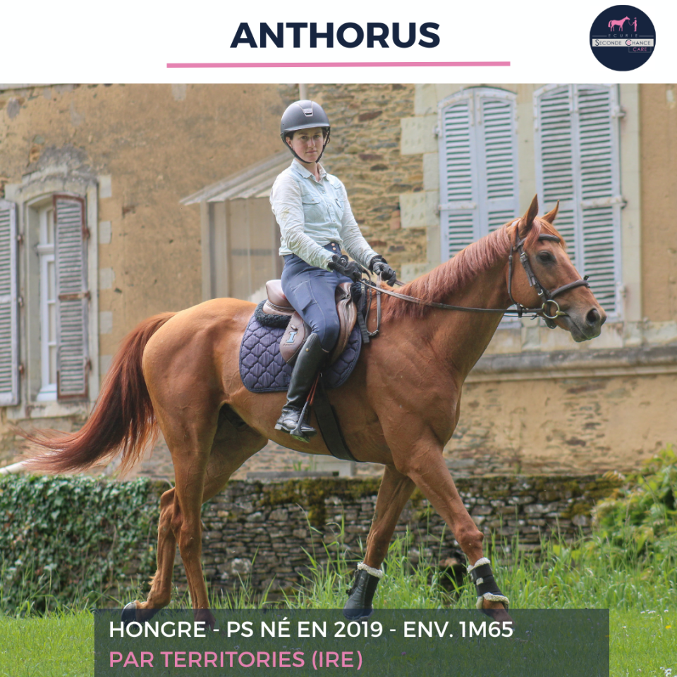 Gelding Thoroughbred For sale 2019 Chesnut