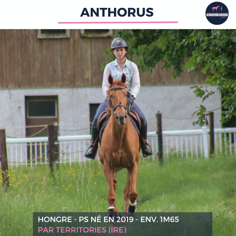 Gelding Thoroughbred For sale 2019 Chesnut