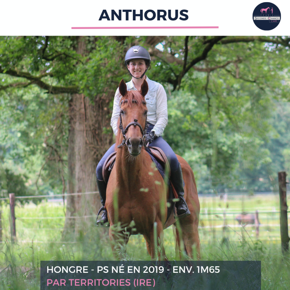 Gelding Thoroughbred For sale 2019 Chesnut
