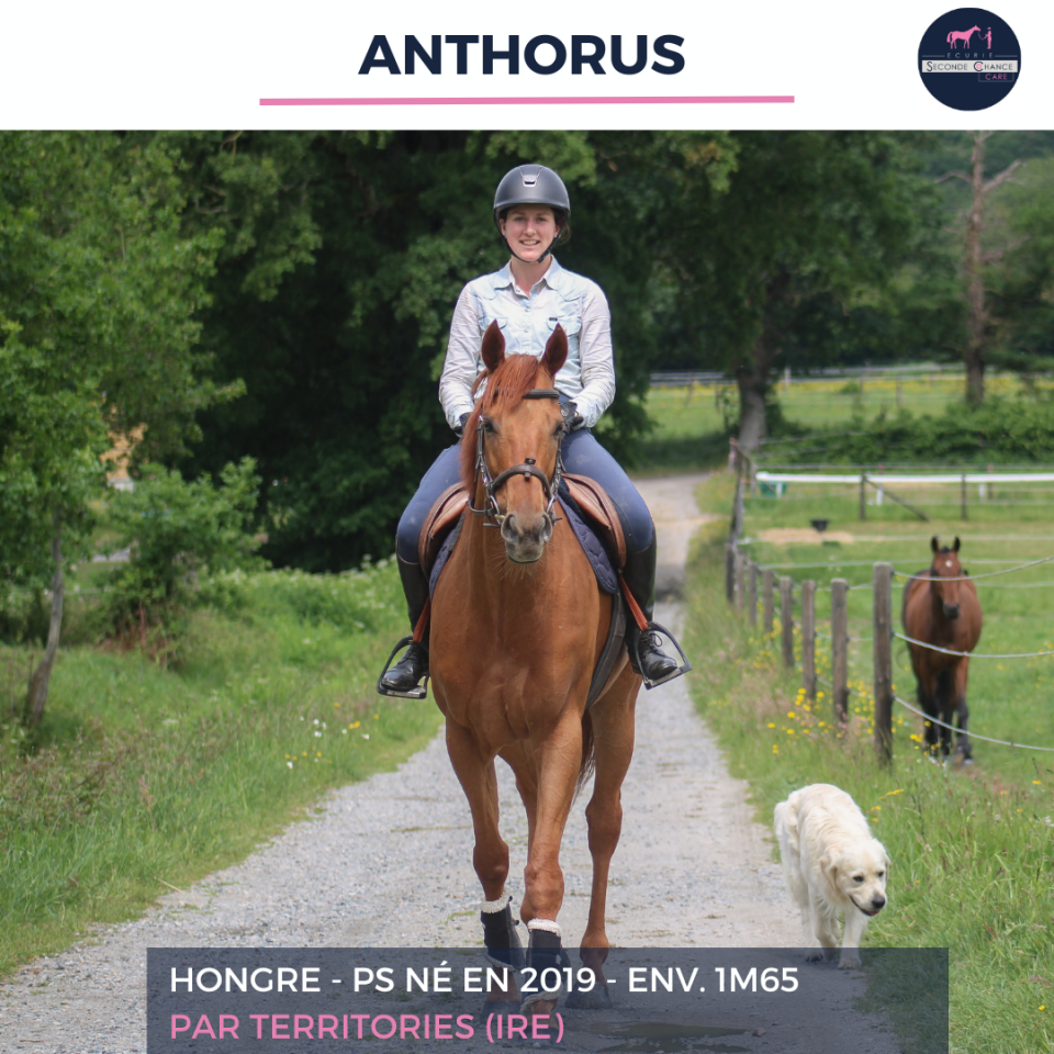Gelding Thoroughbred For sale 2019 Chesnut