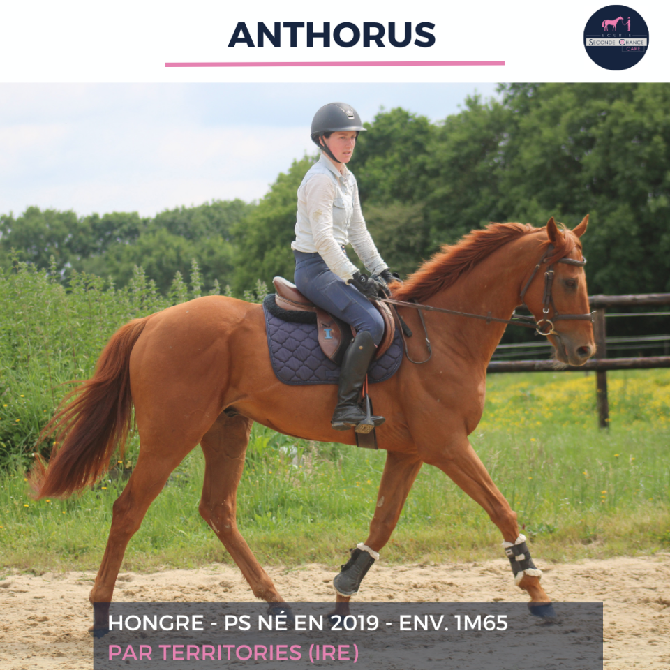 Gelding Thoroughbred For sale 2019 Chesnut
