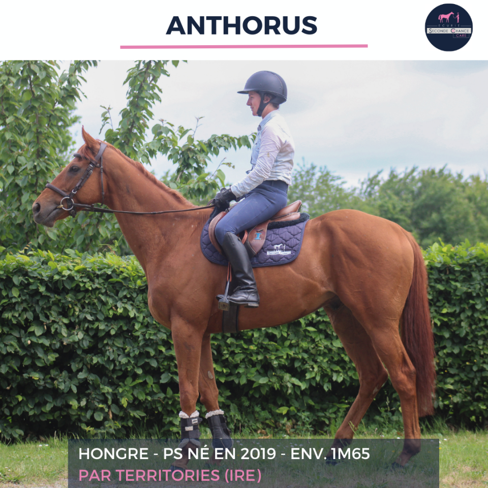 Gelding Thoroughbred For sale 2019 Chesnut