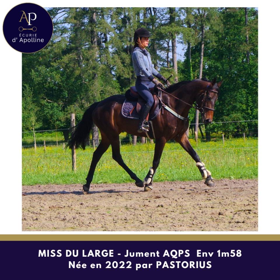Mare AQPS For sale 2022 Dark Bay