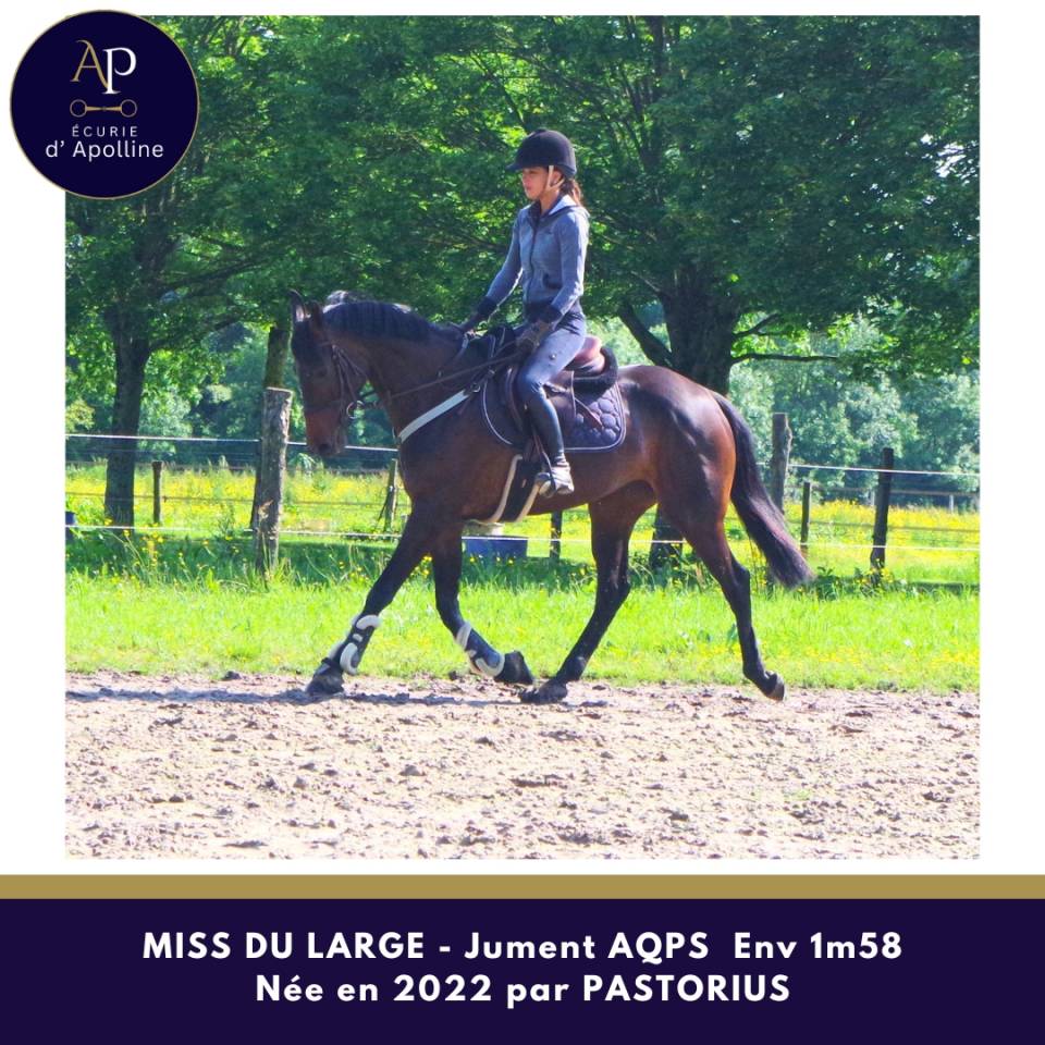 Mare AQPS For sale 2022 Dark Bay