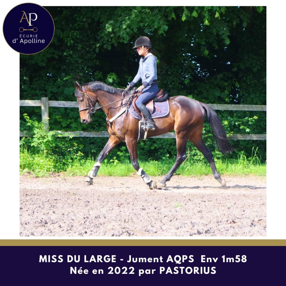 Mare AQPS For sale 2022 Dark Bay