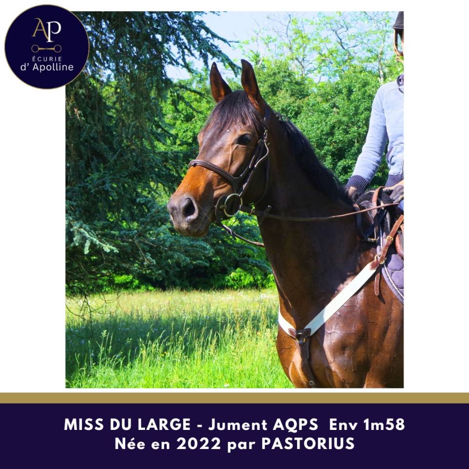 Mare AQPS For sale 2022 Dark Bay