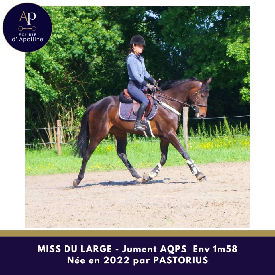 Mare AQPS For sale 2022 Dark Bay