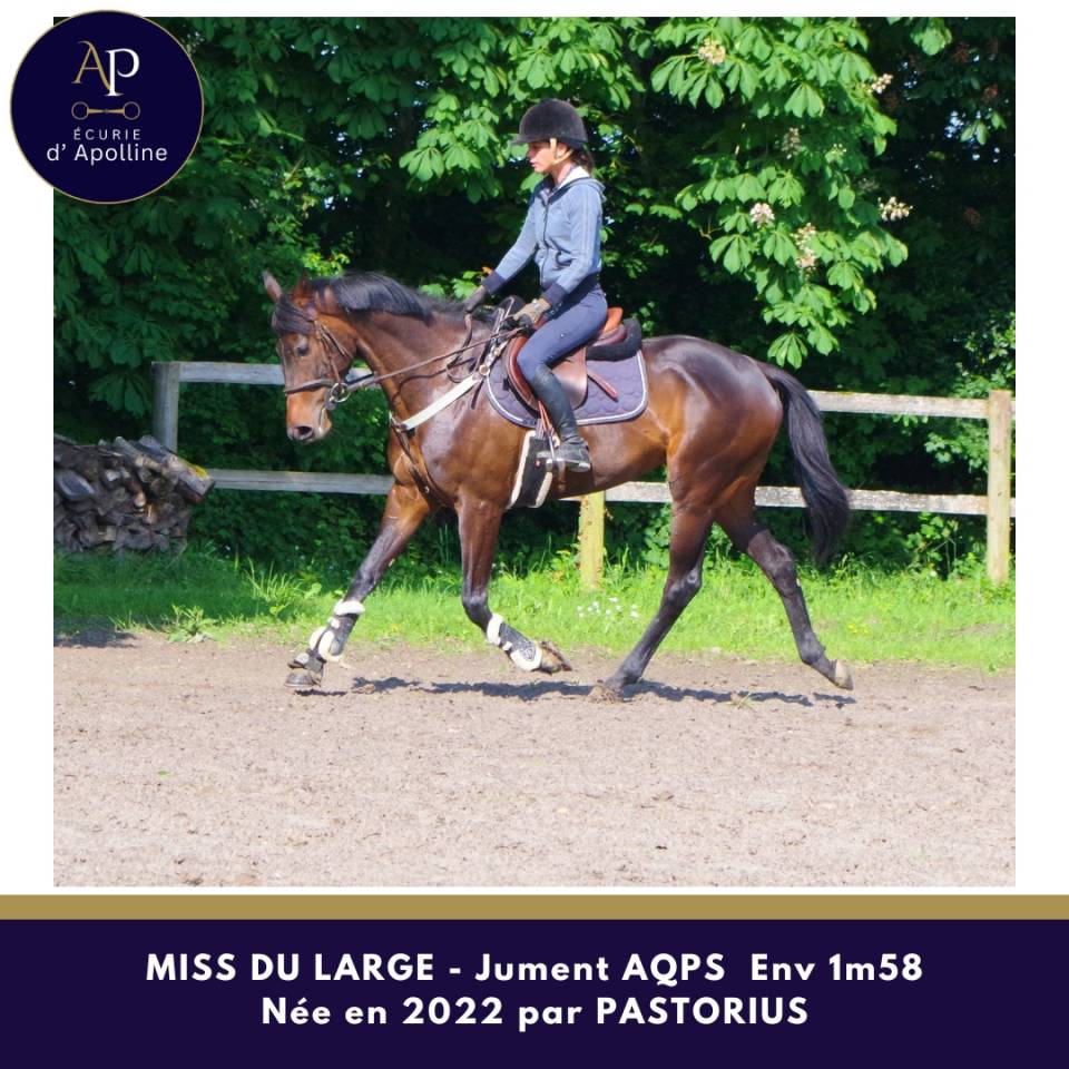 Mare AQPS For sale 2022 Dark Bay
