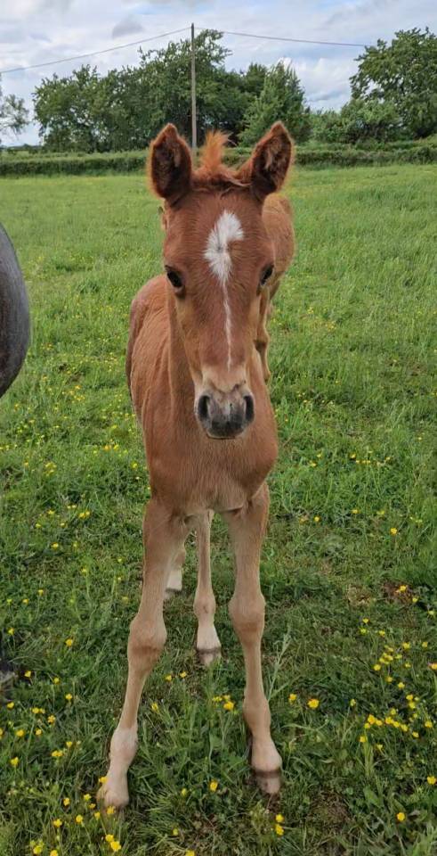 Colt Arabian Thoroughbred For sale 2026 Chesnut