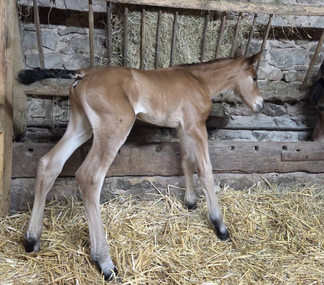 Colt Arabian Half Blood For sale 2026 Chesnut