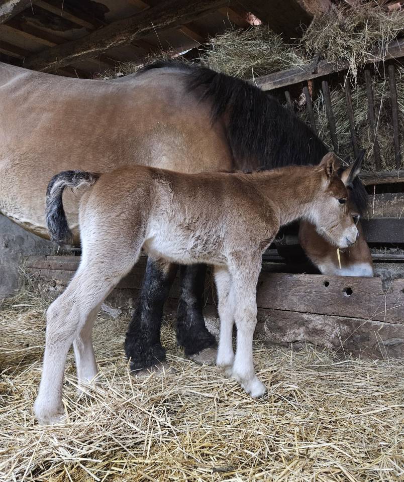 Colt Arabian Half Blood For sale 2026 Bay