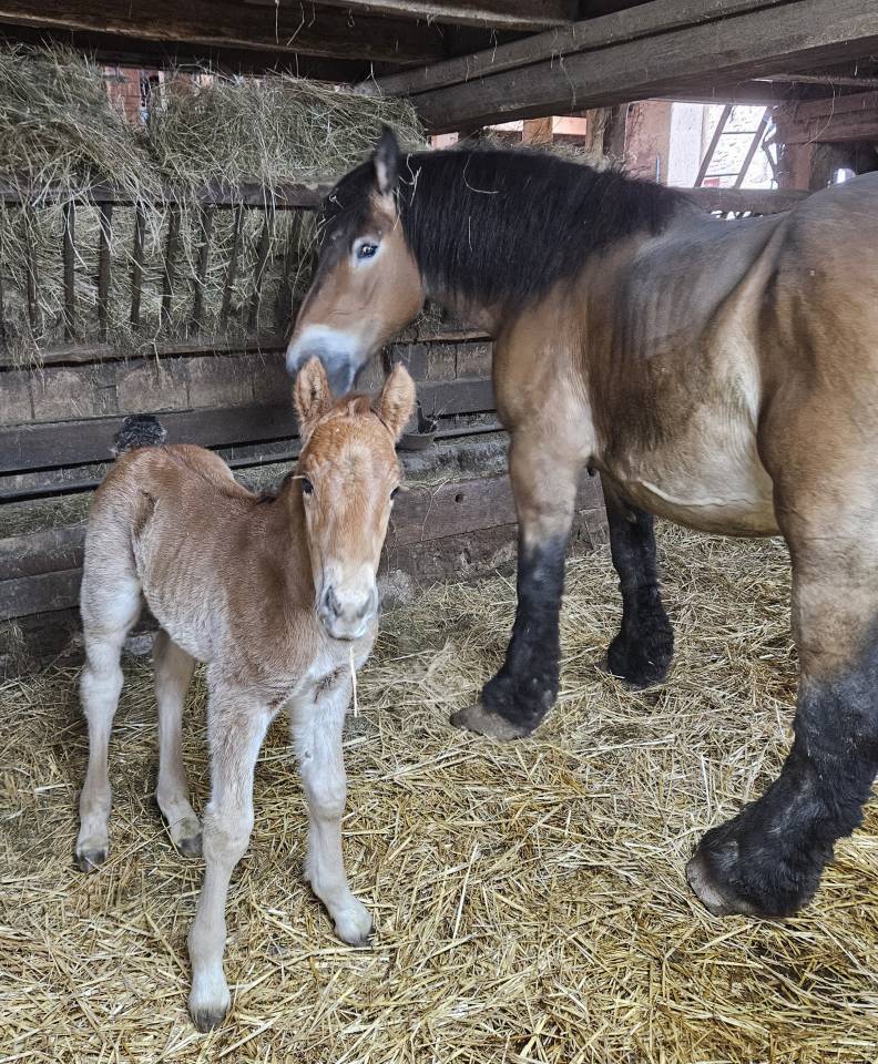 Colt Arabian Half Blood For sale 2026 Bay