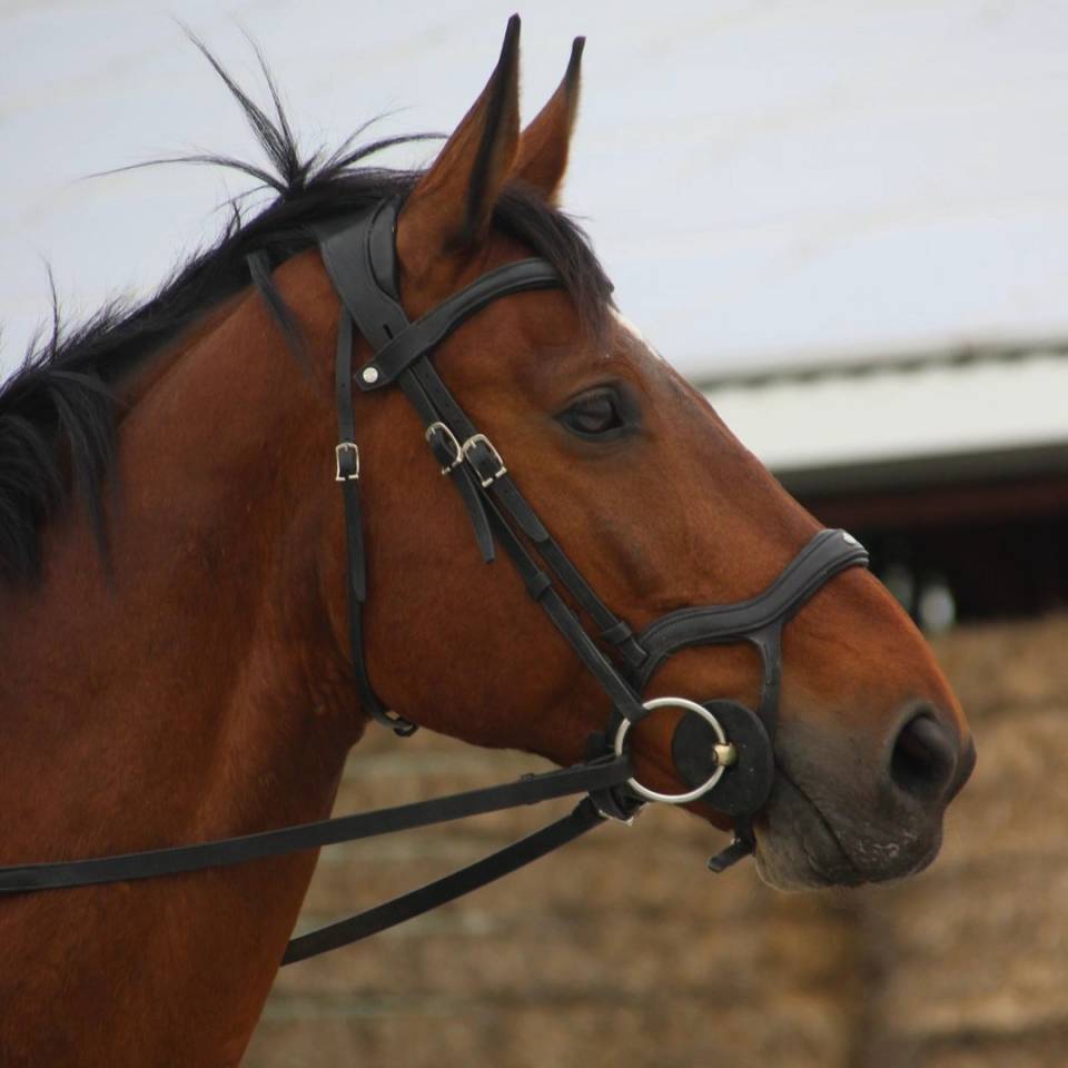 Gelding Zangersheide For sale 2005 Bay