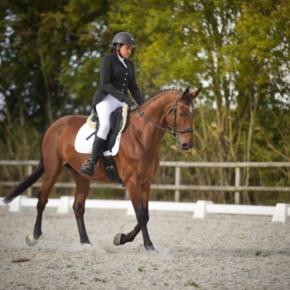 Gelding Zangersheide For sale 2005 Bay