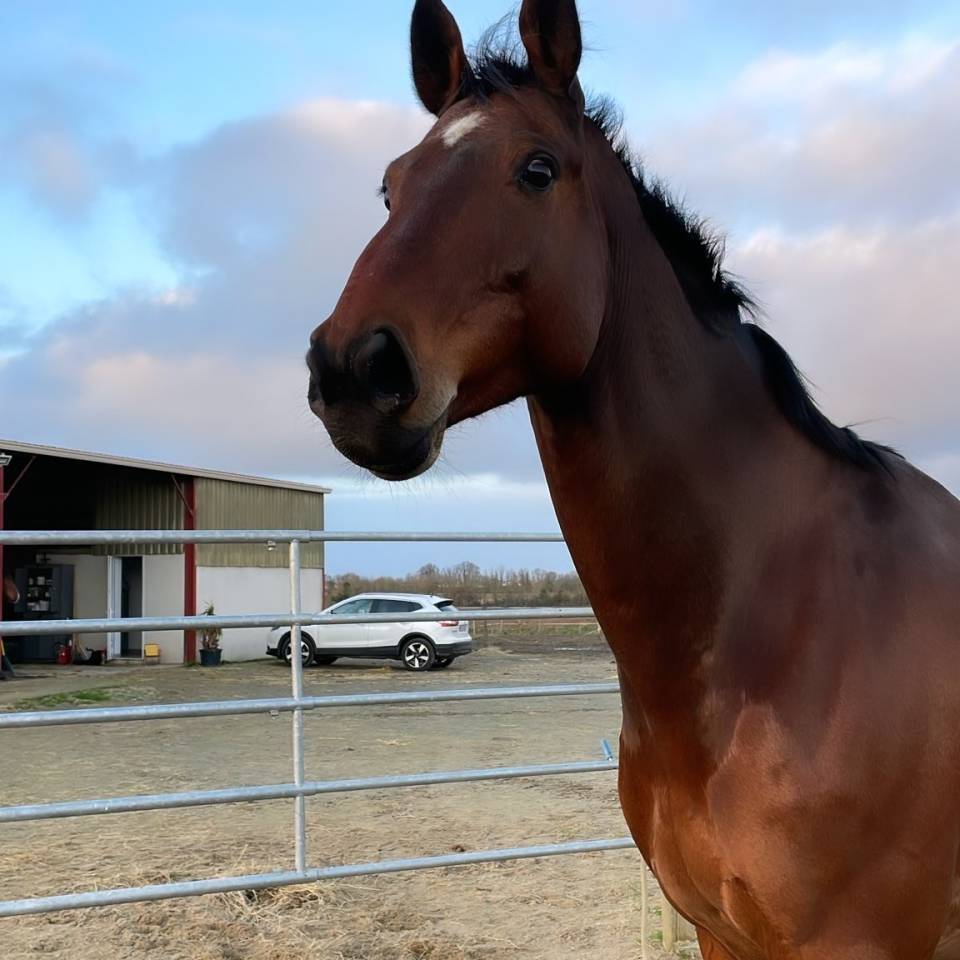 Gelding Zangersheide For sale 2005 Bay
