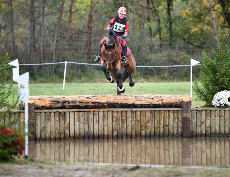 Gelding Zangersheide For sale 2005 Bay