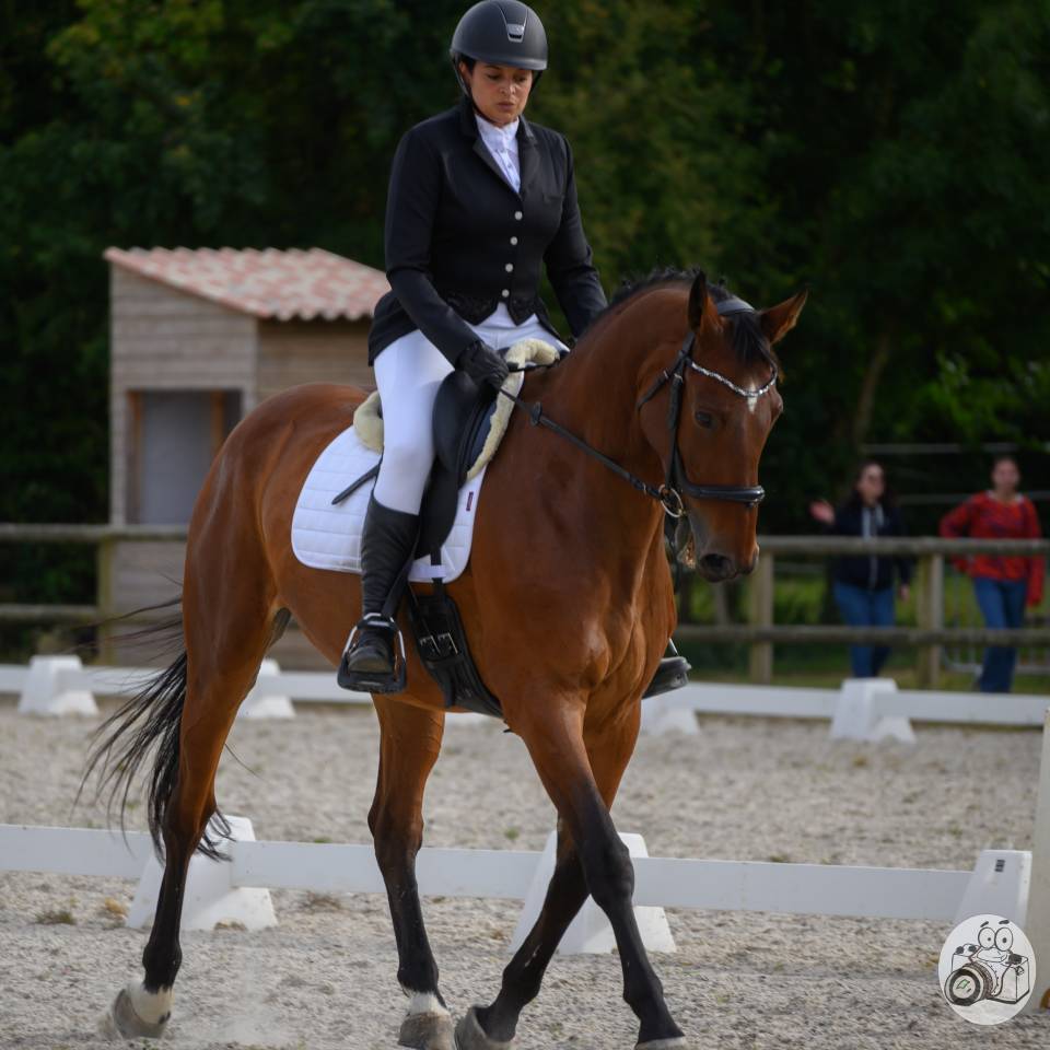 Gelding Zangersheide For sale 2005 Bay