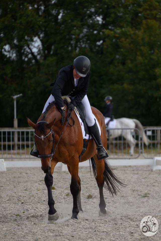 Gelding Zangersheide For sale 2005 Bay