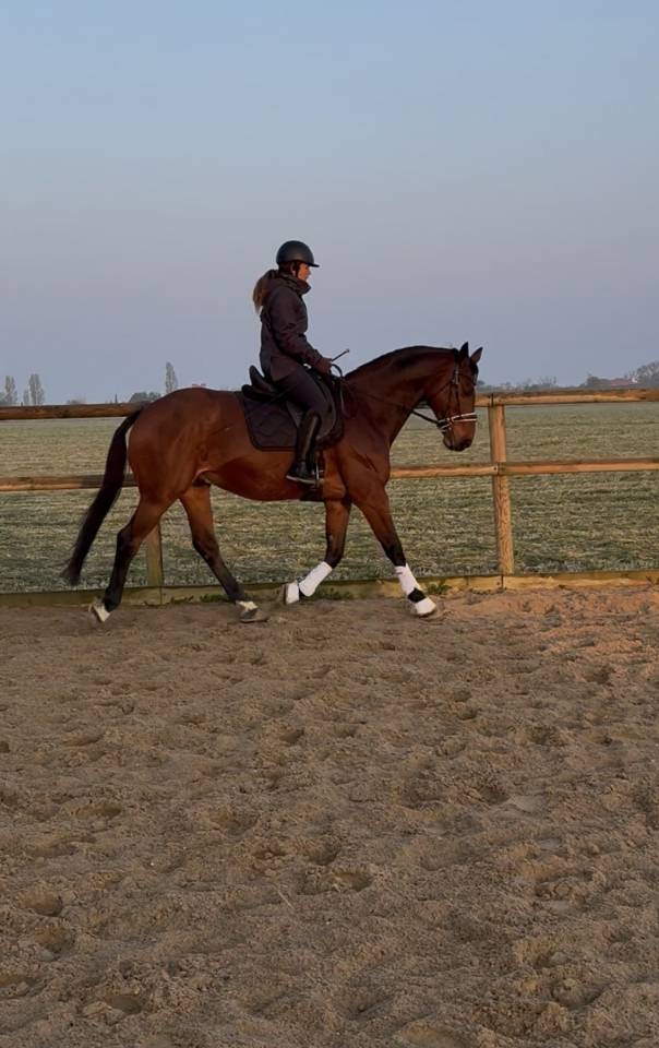 Gelding Zangersheide For sale 2005 Bay