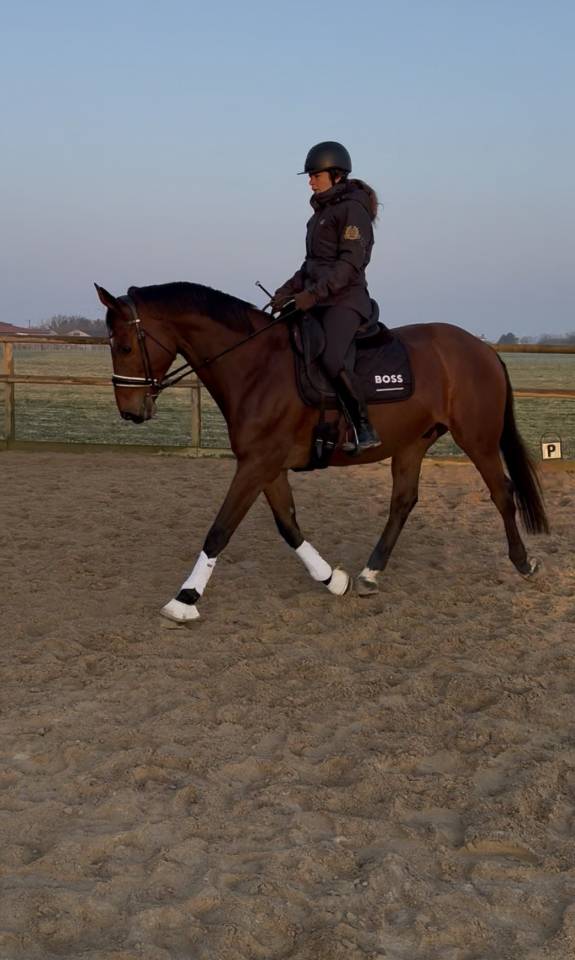 Gelding Zangersheide For sale 2005 Bay