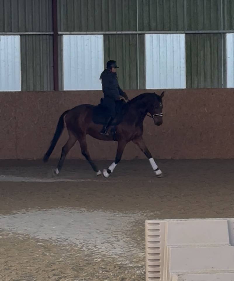 Gelding Zangersheide For sale 2005 Bay
