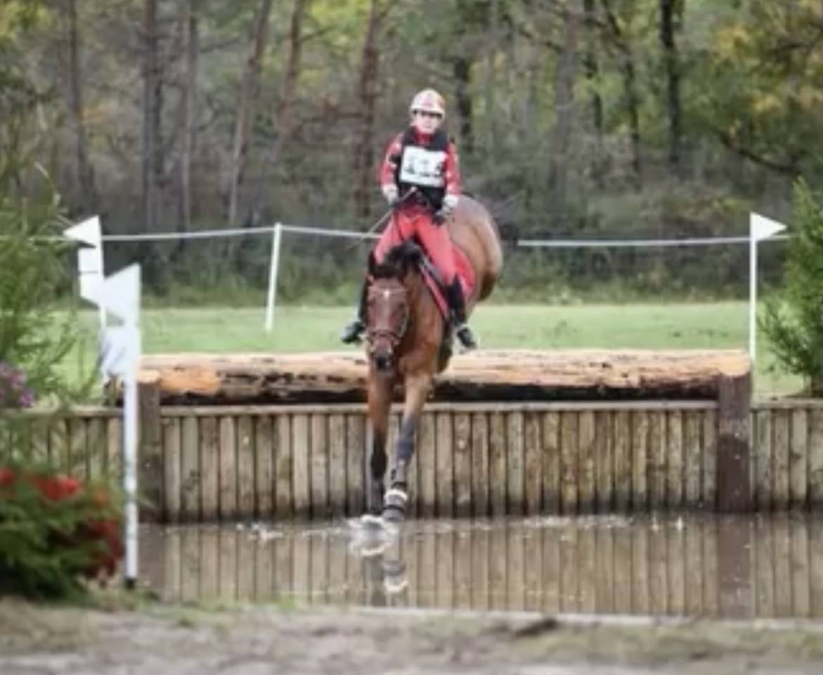 Gelding Zangersheide For sale 2010 Bay