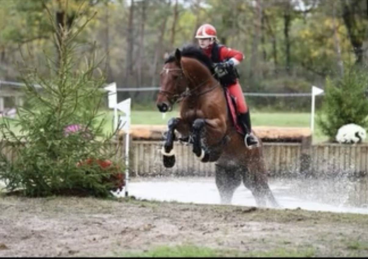 Gelding Zangersheide For sale 2010 Bay