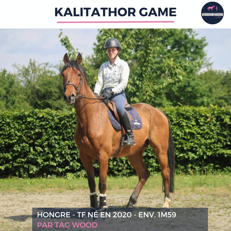Gelding French Trotter For sale 2020 Bay