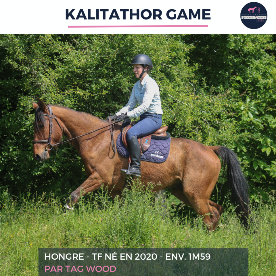 Gelding French Trotter For sale 2020 Bay