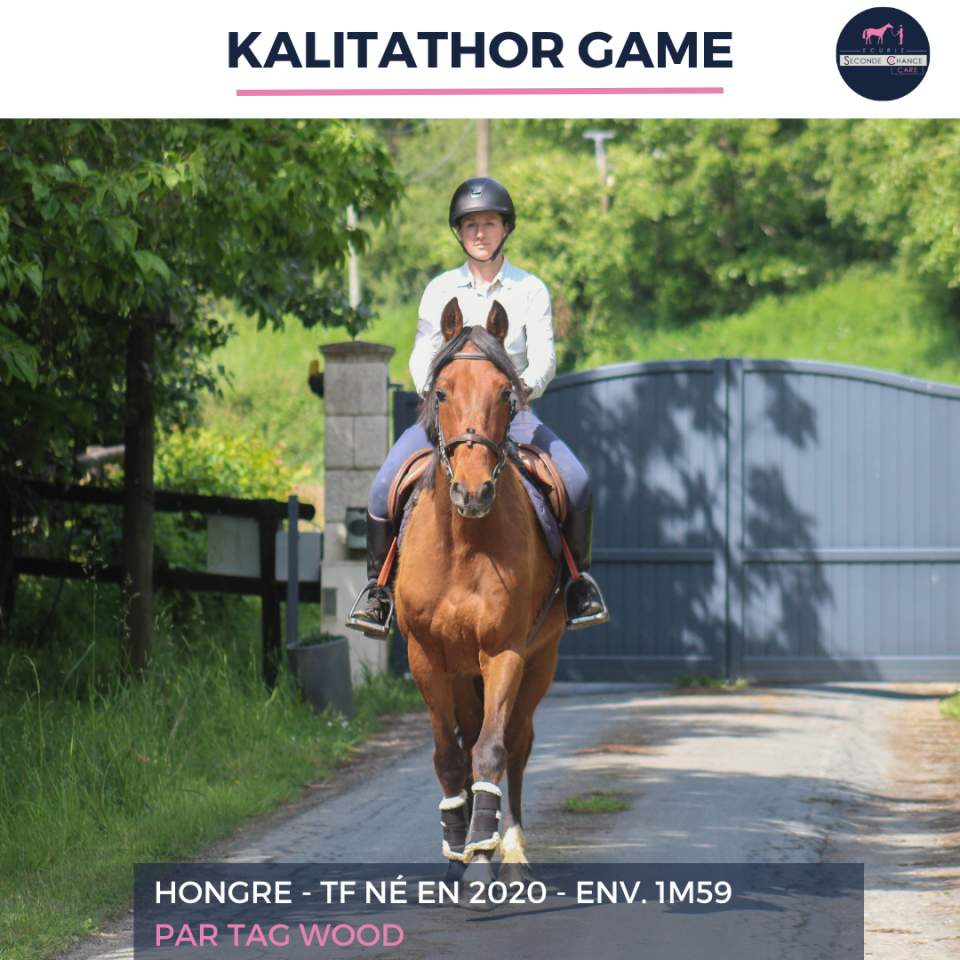 Gelding French Trotter For sale 2020 Bay