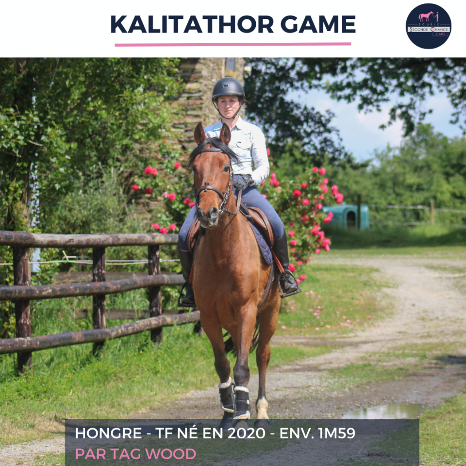 Gelding French Trotter For sale 2020 Bay