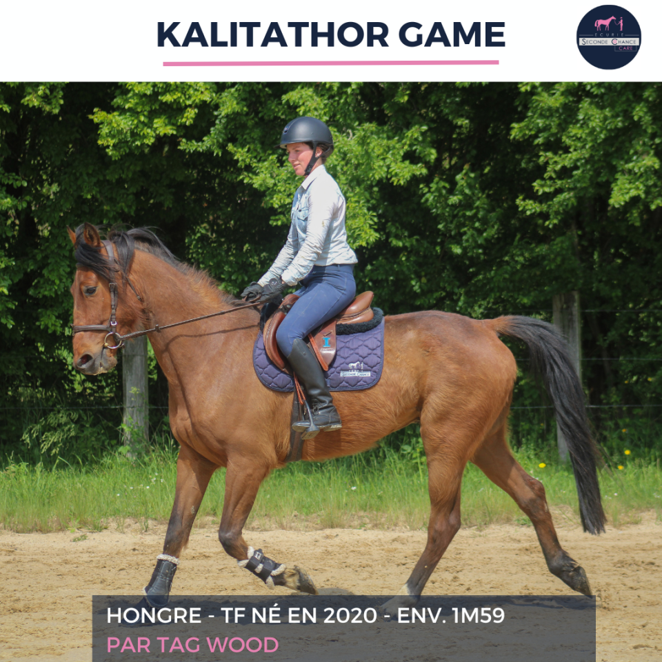 Gelding French Trotter For sale 2020 Bay