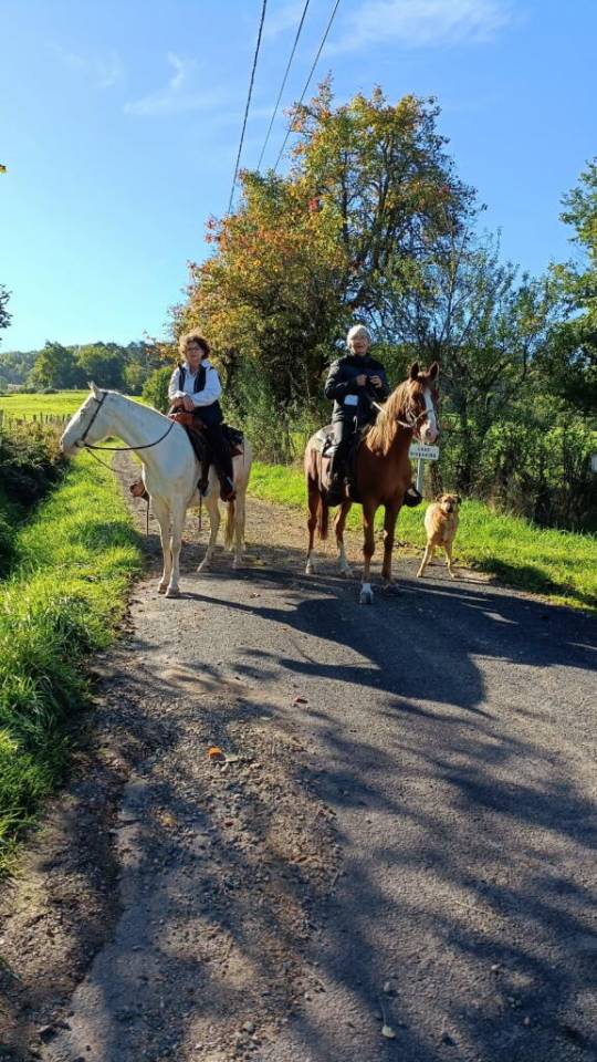 Mare Arabian Thoroughbred For sale 2020 Chesnut