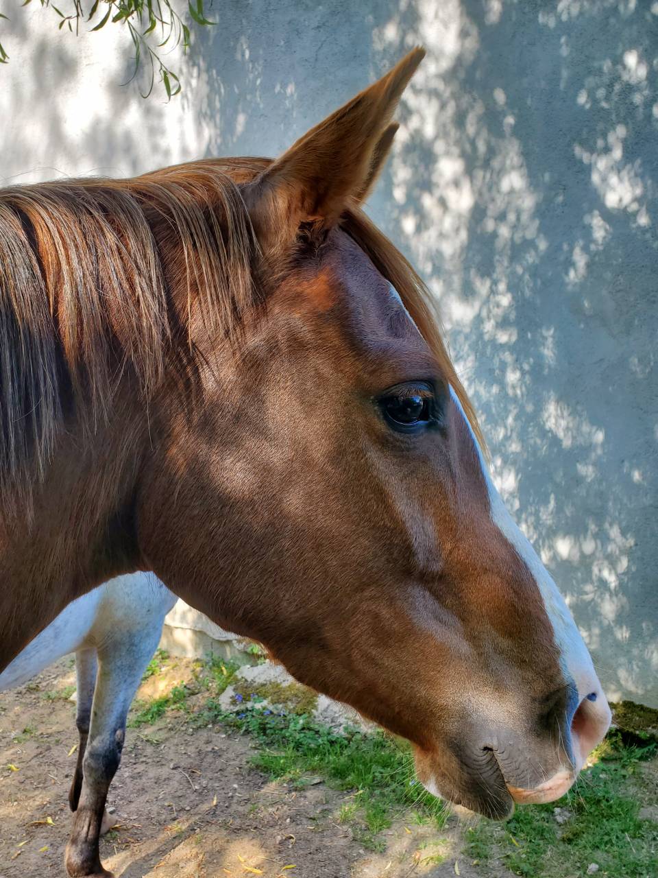 Mare Arabian Thoroughbred For sale 2020 Chesnut