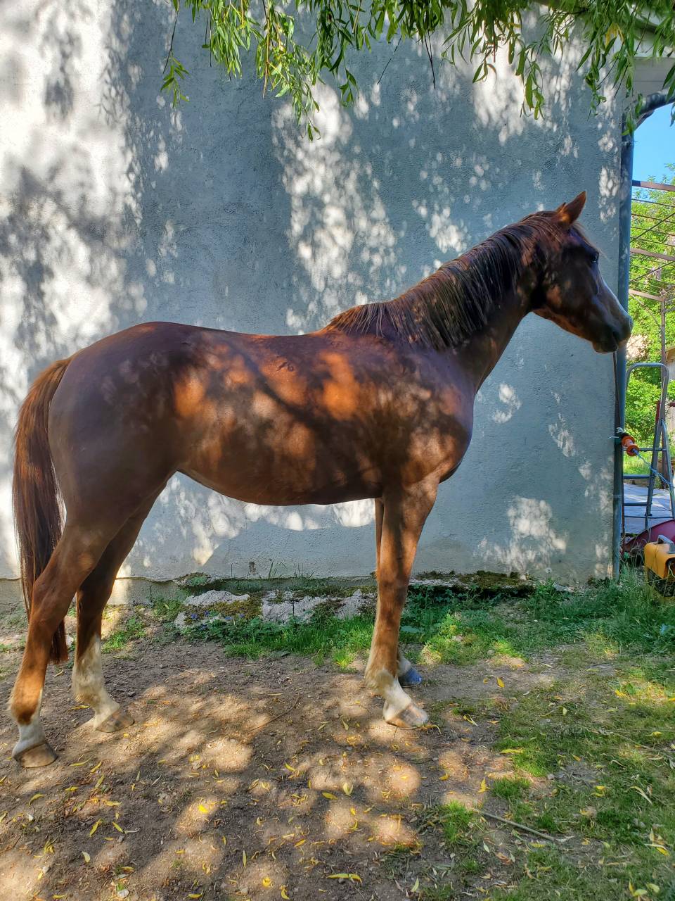 Mare Arabian Thoroughbred For sale 2020 Chesnut