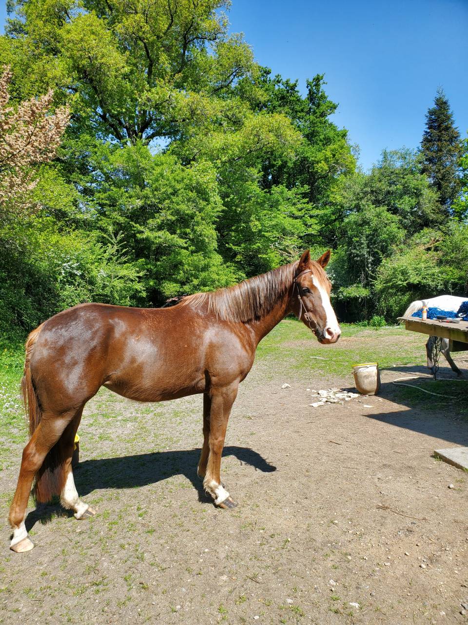 Mare Arabian Thoroughbred For sale 2020 Chesnut