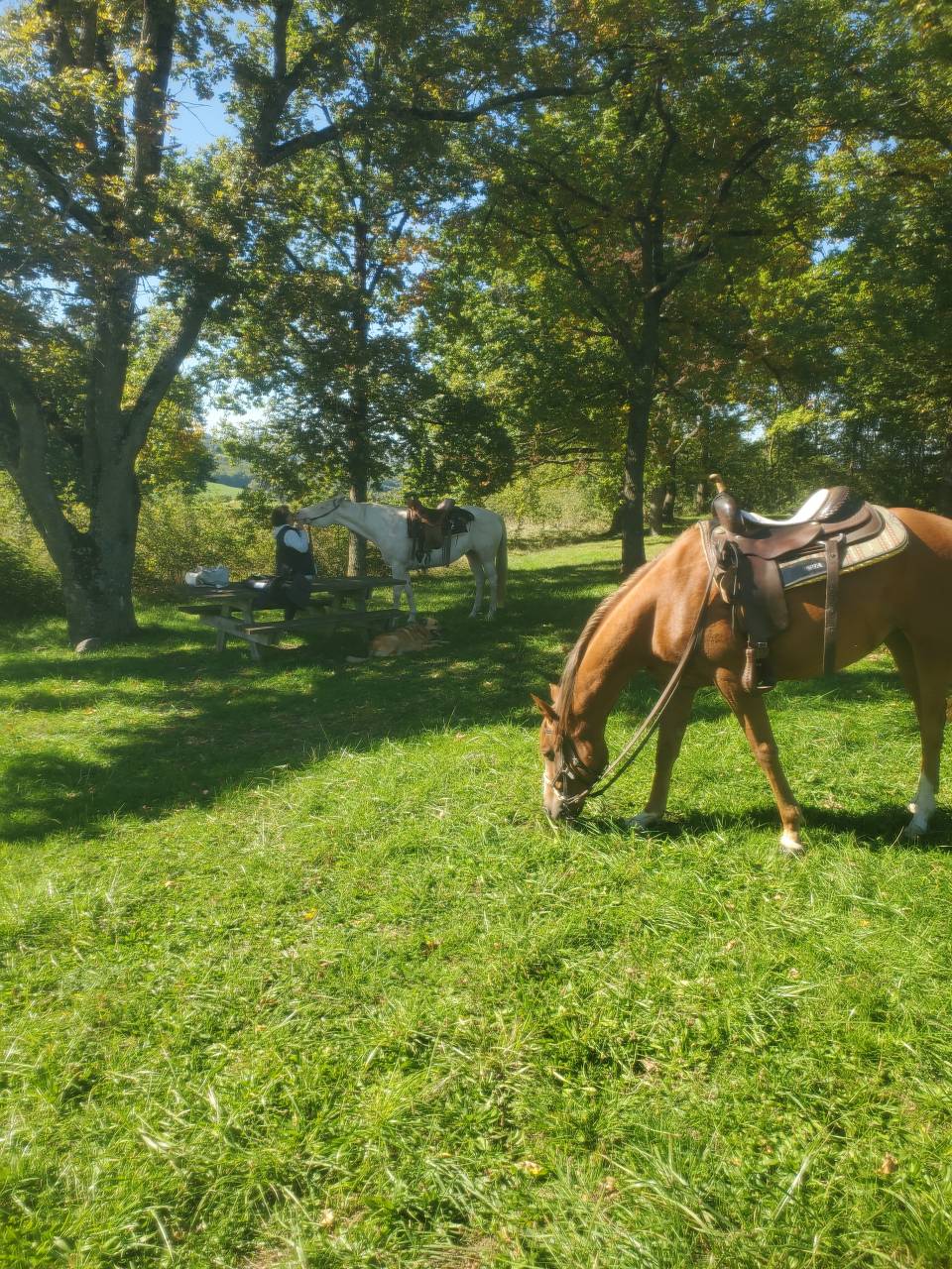 Mare Arabian Thoroughbred For sale 2020 Chesnut