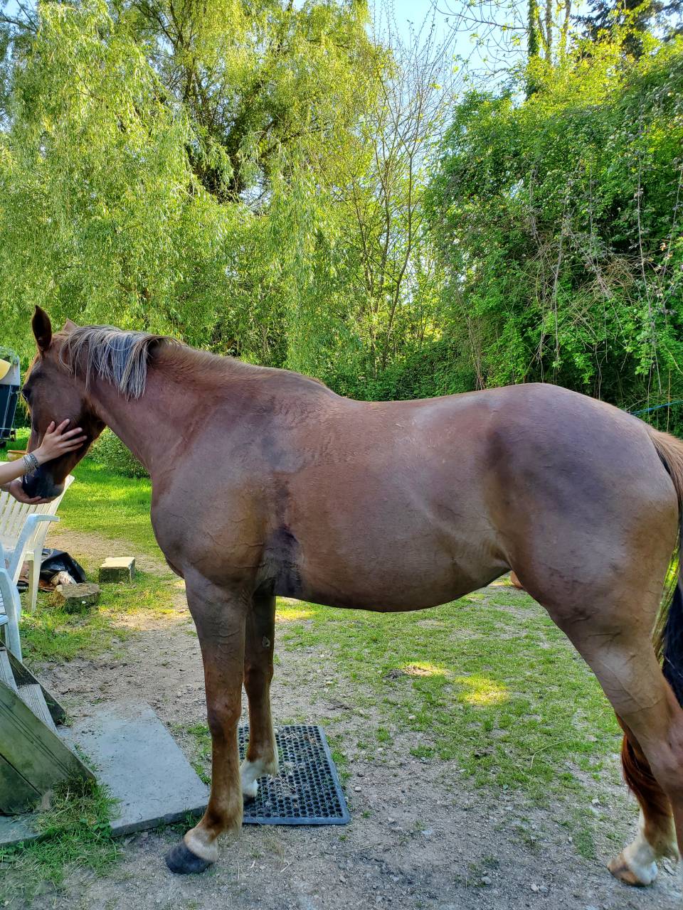 Mare Arabian Thoroughbred For sale 2020 Chesnut