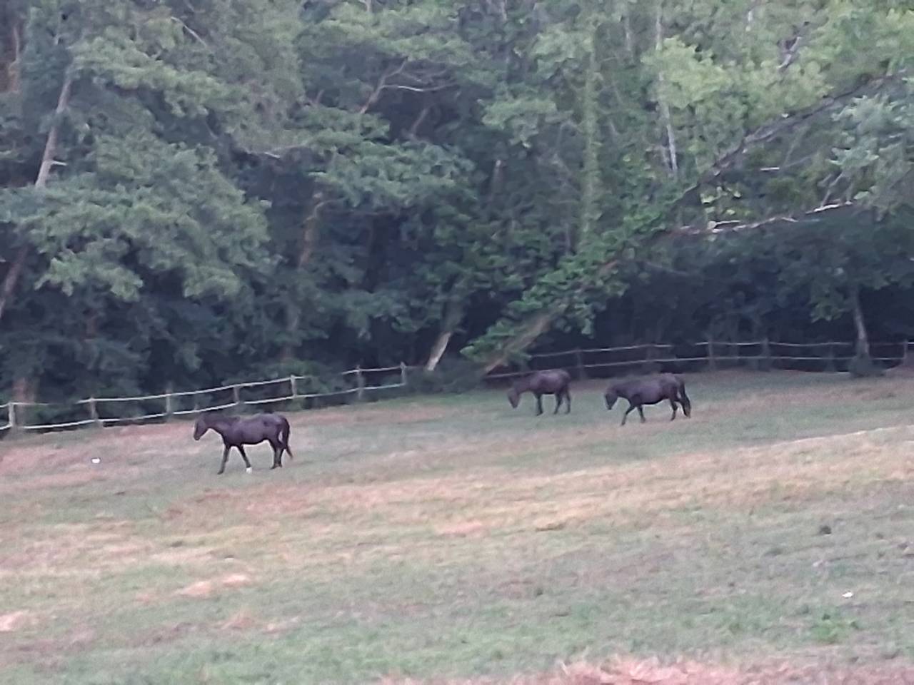 Luxurious equestrian property  Gironde