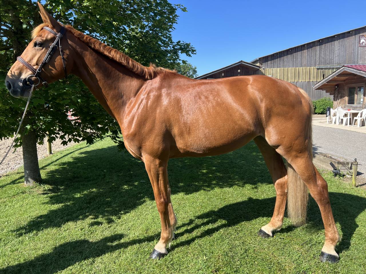 Mare Selle Fran&ccedil;ais For sale 2020 Chesnut