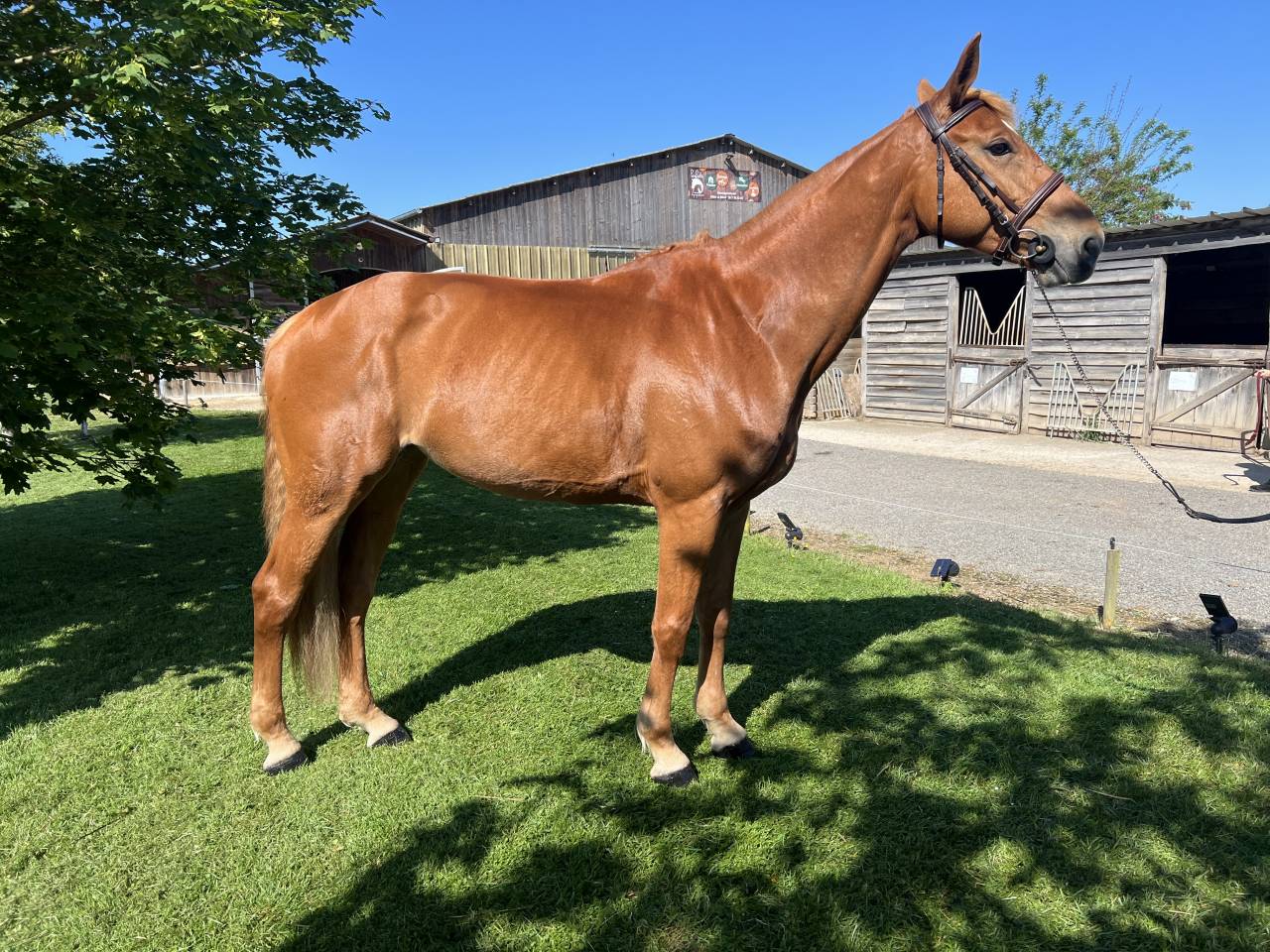 Mare Selle Fran&ccedil;ais For sale 2020 Chesnut